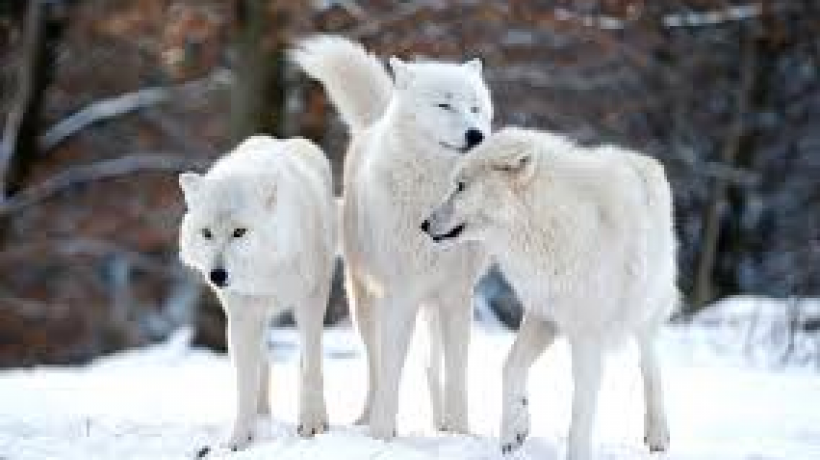 The image of a beautiful Arctic Wolf