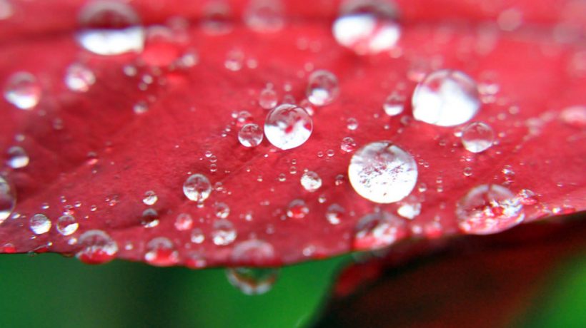 Eight tricks and practical tips to dare with macro photography
