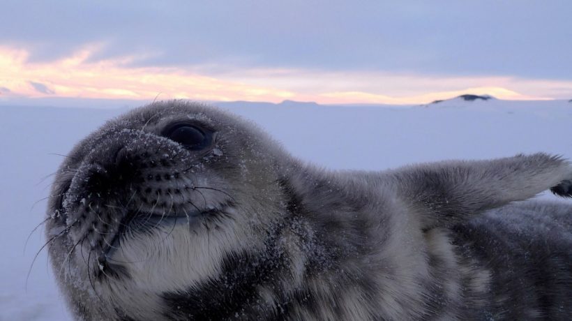 Nature documentaries are as beneficial as meditation
