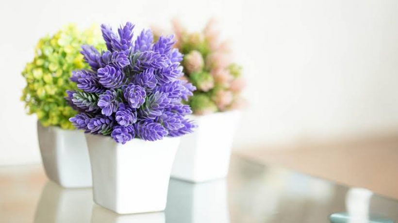 7 indoor plants with flowers to decorate your home