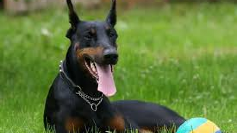 Doberman Pinschers. The dogs with the bad wrap
