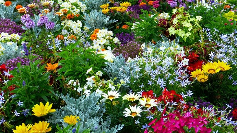 Create your own aromatic plant garden