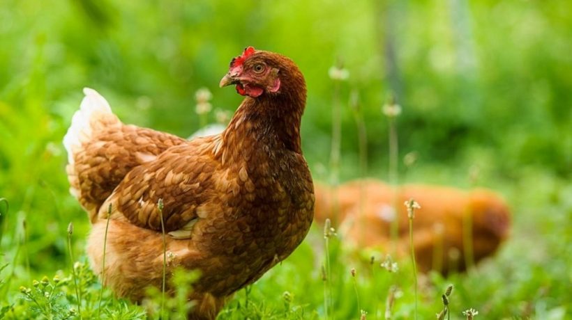 Chicken treats and sides worth dying for