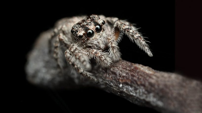 How long do spiders live?