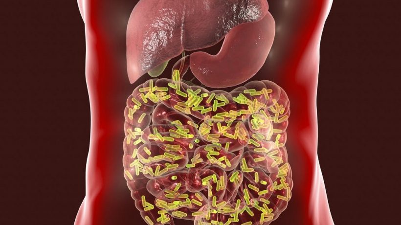 A healthy gut builds better health