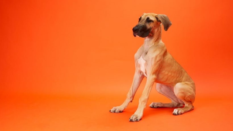 5 amazing techniques on How to make a dog poop quickly