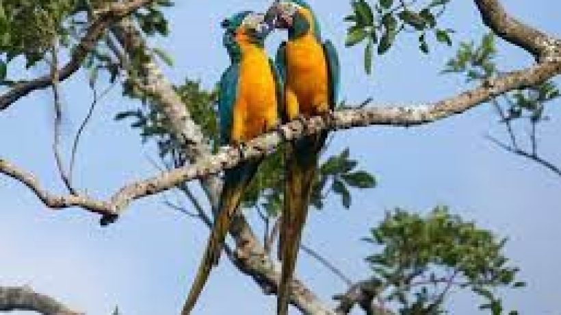 The Interesting Species of the Amazon Region