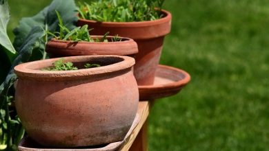 mold on a terracotta pot