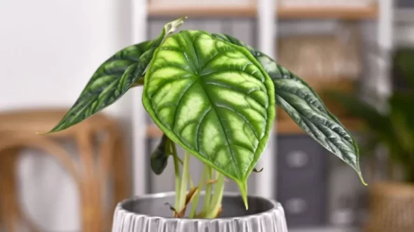 Interesting Facts About The Alocasia Green Dragon Plant