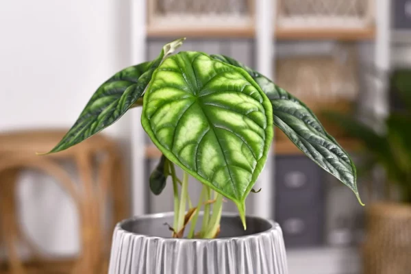 Alocasia Green Dragon Plant