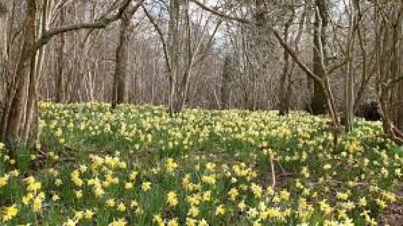 Three Great Places to See Daffodils this Spring