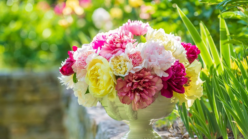 How Long Do Peonies Take to Grow