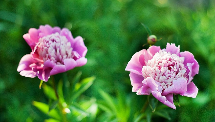 How Long Do Peonies Take to Grow: Factors Influencing Peony Growth