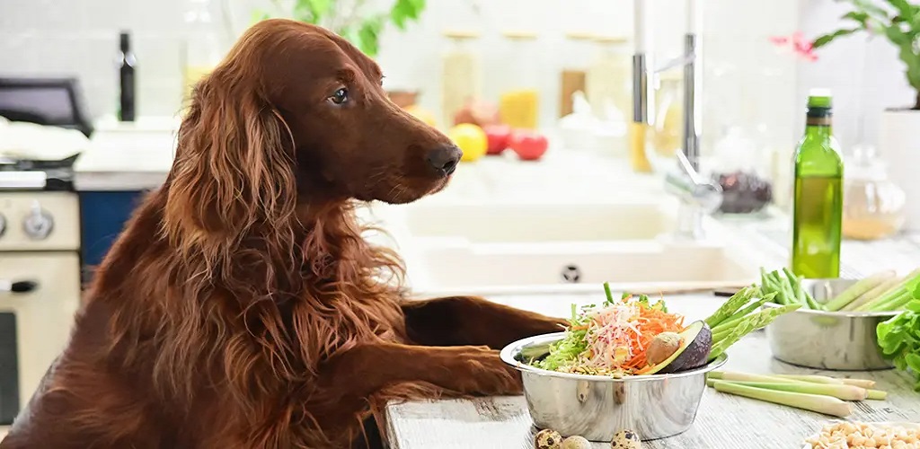 buying dog food online