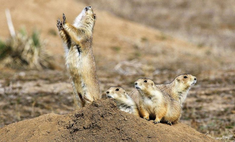 Prairie Dog Hunting Techniques for Different Conditions