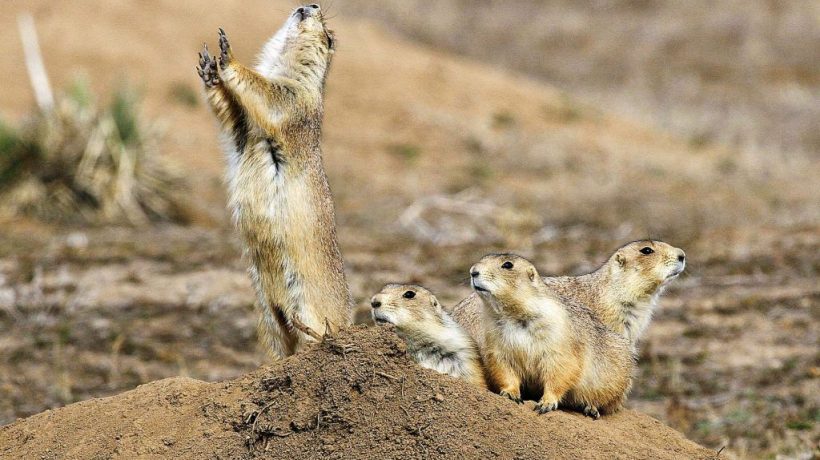 Prairie Dog Hunting Techniques for Different Conditions