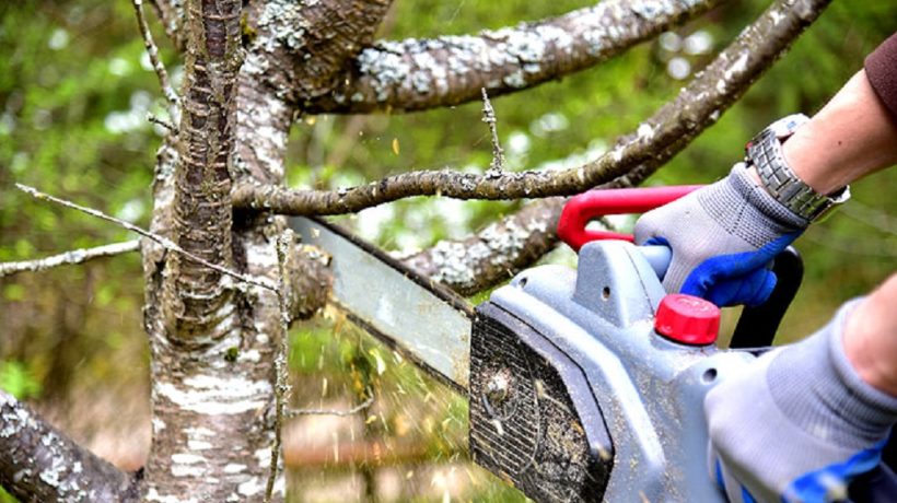 How Crisis Tree Expulsion in New York Protects People Group