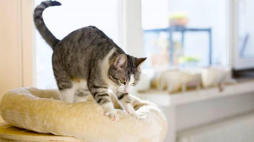 Why Do Male Cats Knead? Unraveling Feline Mysteries