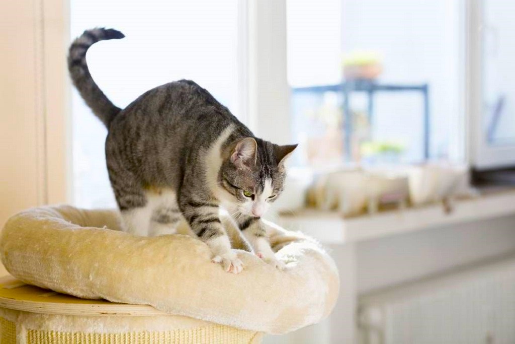 male cats kneading behavior