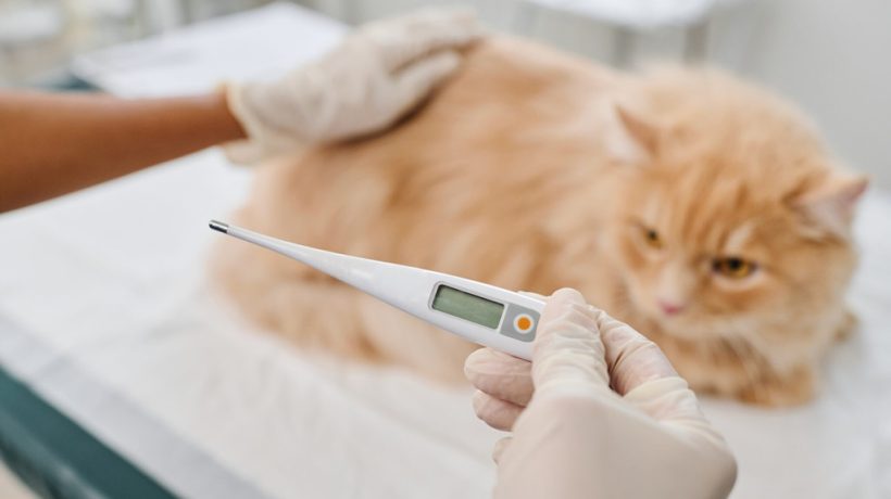 How to Tell if Cat Has Fever?