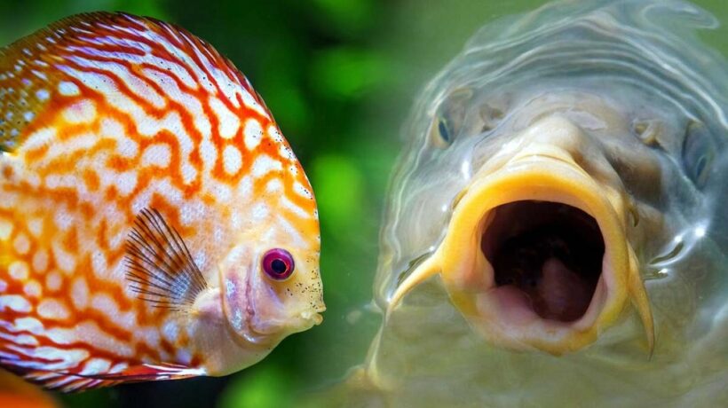 Spotting Signs of Stress and Disease in Aquarium Fish: A Comprehensive Guide for Every Aquarist