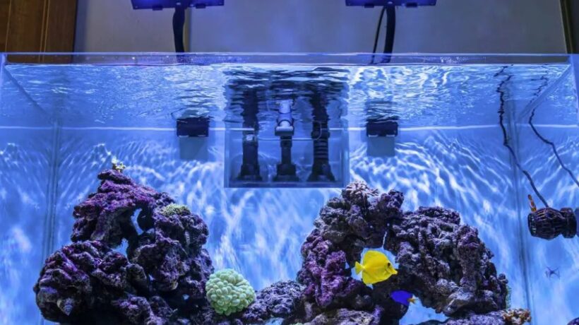 Reef Tank Checklist: Every Essential Item for Beginners and Experts
