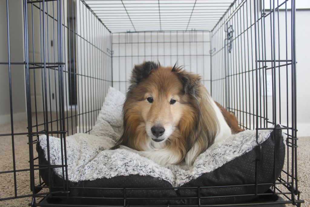 Top-rated 2025 collapsible dog crates for easy travel and cozy pets