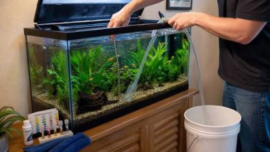 Regular aquarium maintenance routine for healthier fish and clean water