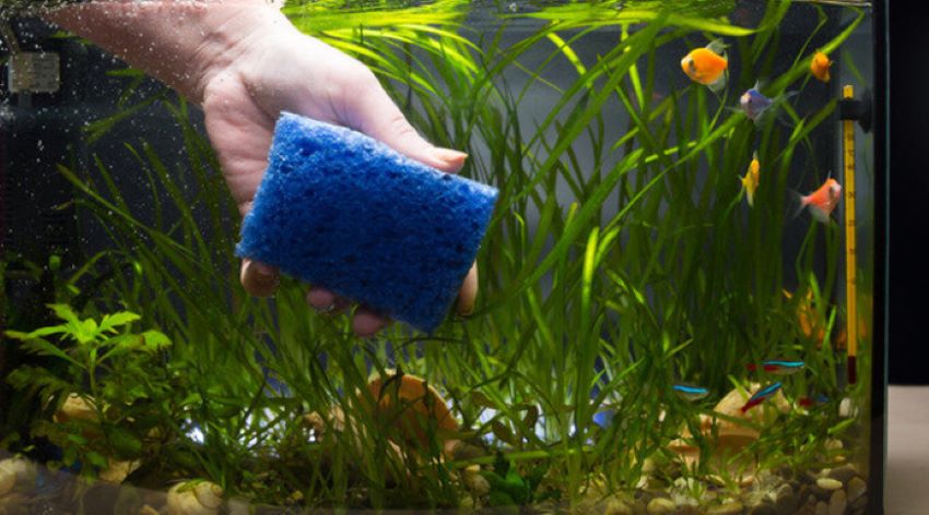 Well-maintained freshwater aquarium with healthy fish and clear water