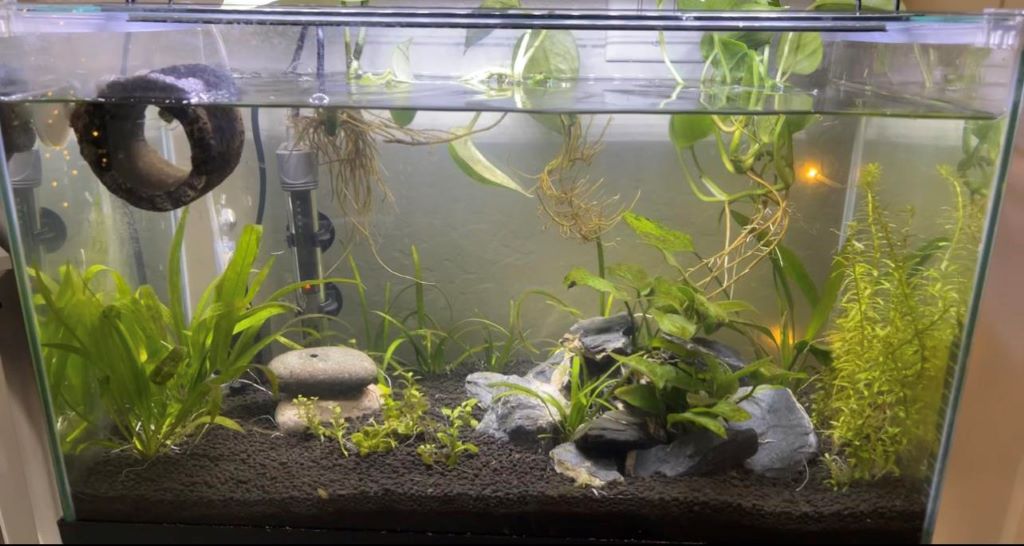 Budget-friendly aquascape featuring decorative stones, lush plants, and driftwood arranged for a vibrant freshwater tank in Pennsylvania
