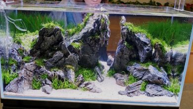 Beautiful freshwater aquascape with affordable rocks, driftwood, and aquatic plants creating a natural aquarium layout in Pennsylvania