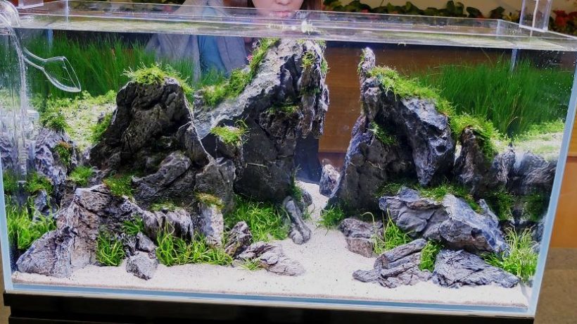 How to Build a Beautiful Aquascape Using Affordable Décor in Pennsylvania (PA)