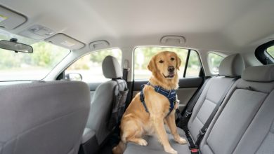 Medium golden retriever safely buckled into car backseat with dog seat belt.