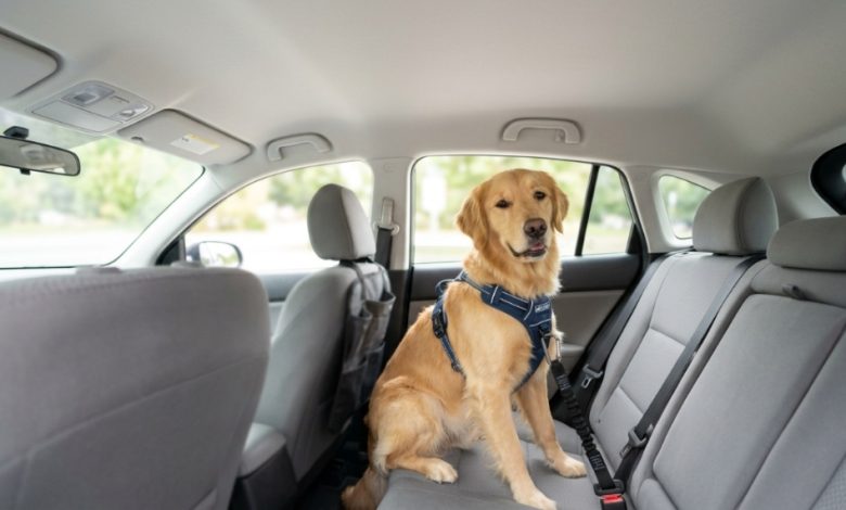 Medium golden retriever safely buckled into car backseat with dog seat belt.