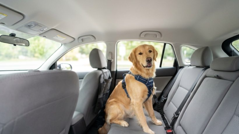 Best Dog Seat Belt Options for Small, Medium, and Large Dogs